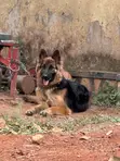 6-12 Month Male Purebred German Shepherd - 2