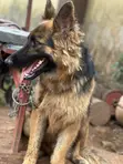 6-12 Month Male Purebred German Shepherd - 3