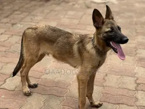 Male Purebred Belgian Malinois Puppy (3-6 Months)