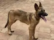 Male Purebred Belgian Malinois Puppy (3-6 Months) - 1