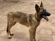 Male Purebred Belgian Malinois Puppy (3-6 Months) - 2
