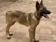Male Purebred Belgian Malinois Puppy (3-6 Months) - 3