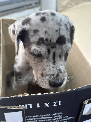 Purebred Male Great Dane Puppy (1-3 Months)