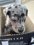 Purebred Male Great Dane Puppy (1-3 Months) - 1