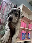 Purebred Male Great Dane Puppy (1-3 Months) - 2
