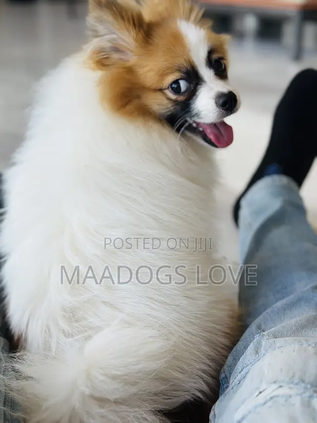 Purebred Male Pomeranian Puppy (1-3 Months) - 1