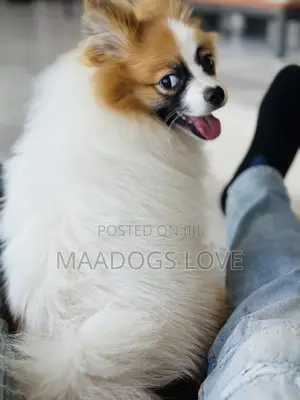 Purebred Male Pomeranian Puppy (1-3 Months)