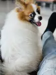 Purebred Male Pomeranian Puppy (1-3 Months) - 1