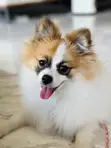 Purebred Male Pomeranian Puppy (1-3 Months) - 2