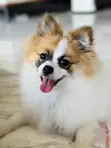 Purebred Male Pomeranian Puppy (1-3 Months) - 3