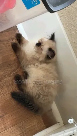 1-3 Month Male Purebred Ragdoll Kitten