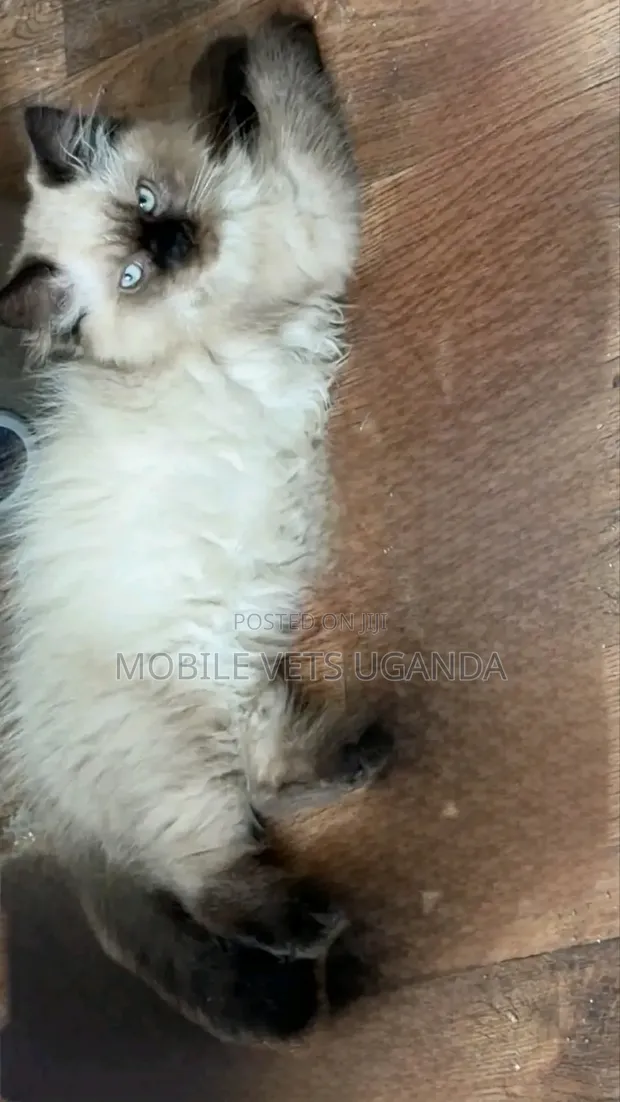 3-6 Month Female Purebred Ragdoll Kitten - 1