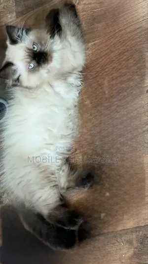 3-6 Month Female Purebred Ragdoll Kitten