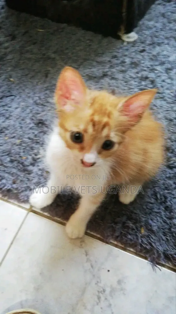Female Purebred Bombay Kitten, 1-3 Months Old - 1