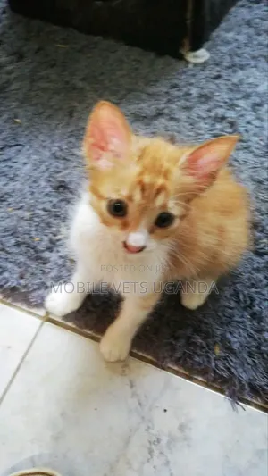 Female Purebred Bombay Kitten, 1-3 Months Old
