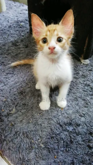 Female Exotic Kitten, 0-1 Month Old