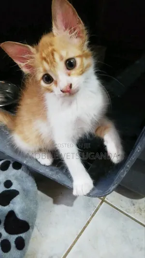 Female Exotic Kitten, 1-3 Months Old