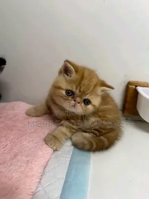 Purebred Persian Kitten - 0-1 Month Male