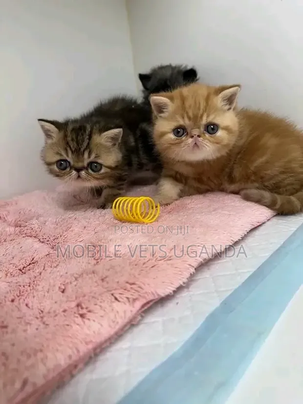 Female Purebred Persian Kitten (1-3 Months) - 1