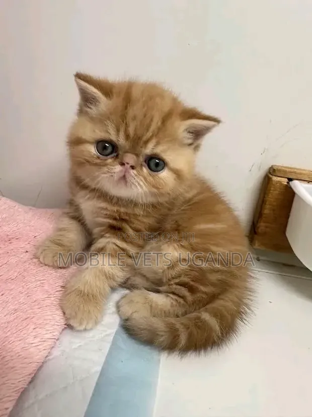 Female Purebred Persian Kitten (1-3 Months) - 1