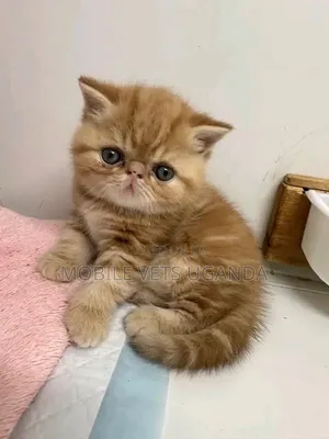 Female Purebred Persian Kitten (1-3 Months)