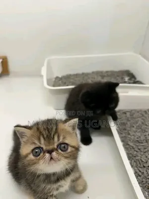 Purebred Persian Kitten - 3-6 Months Female