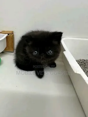 Purebred Persian Kitten - 0-1 Month Male