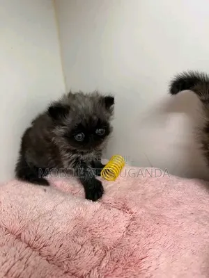Purebred Persian Kitten - 0-1 Month Male