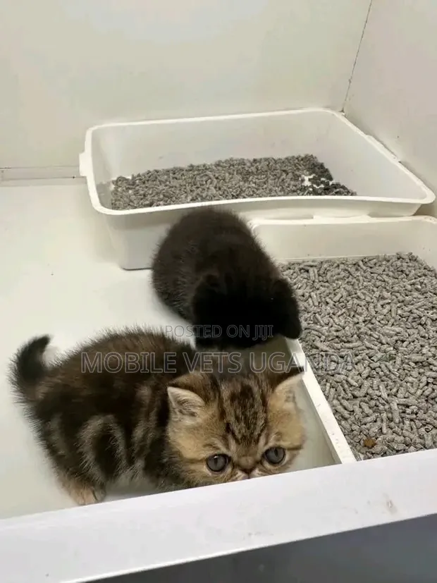 Purebred Persian Kitten - 1-3 Months Old, Male - 1
