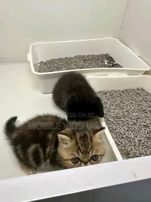 Purebred Persian Kitten - 1-3 Months Old, Male
