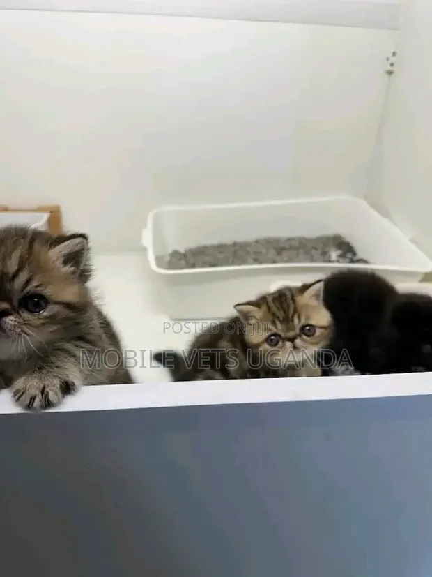 Female Purebred Persian Kitten (1-3 Months) - 1