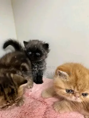 Purebred Persian Kitten - 1-3 Months Old