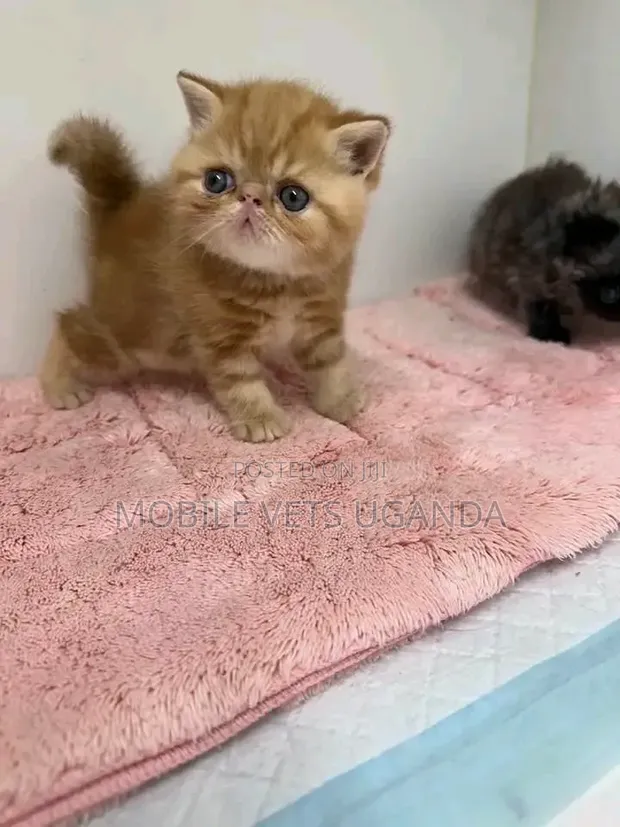 Female Purebred Persian Kitten (1-3 Months) - 1