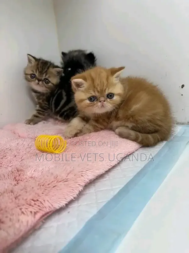 Purebred Persian Kitten - 1-3 Months Male - 1