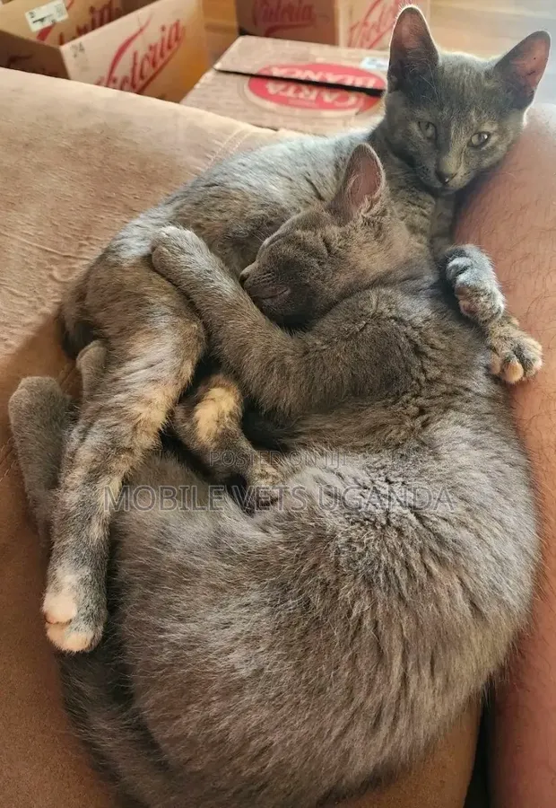 Female Purebred Exotic Kitten (3-6 Months) - 1
