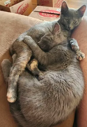 Female Purebred Exotic Kitten (3-6 Months)