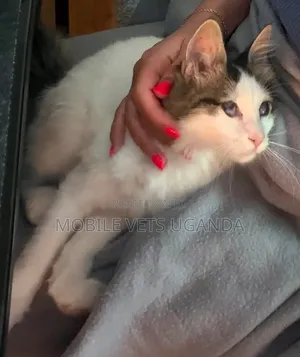 1-3 Month Male Purebred American Bobtail Kitten