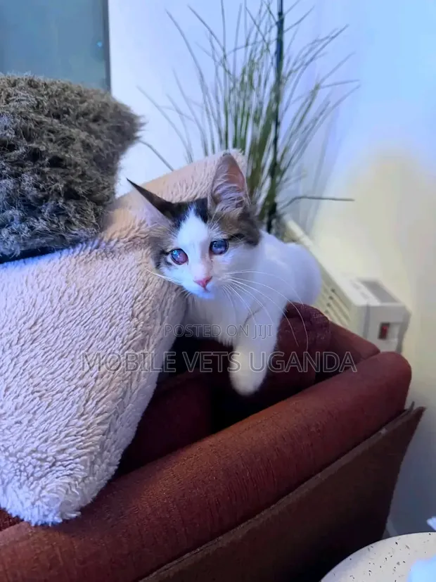 1-3 Month Old Male Purebred Balinese Kitten - 1