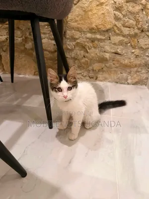 Female Exotic Kitten, 1-3 Months Old