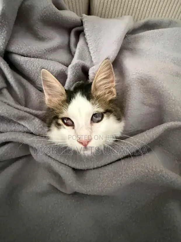 Purebred Maine Coon Kitten - 1-3 Months Old, Male - 1