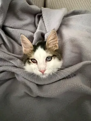 Purebred Maine Coon Kitten - 1-3 Months Old, Male