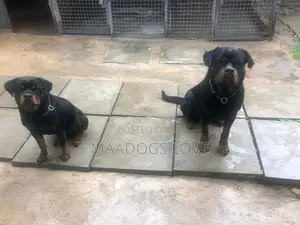 Purebred Rottweiler Puppies (1-3 Months)
