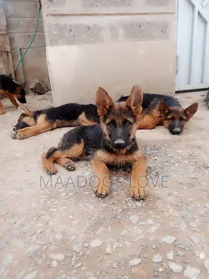 3-6 Month Male Purebred German Shepherd Puppy