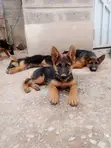 3-6 Month Male Purebred German Shepherd Puppy - 1