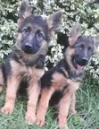 3-6 Month Male Purebred German Shepherd Puppy - 2