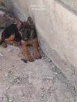 3-6 Month Male Purebred German Shepherd Puppy - 3