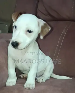 1-3 Month Male Purebred Jack Russell Terrier Puppy