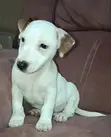 1-3 Month Male Purebred Jack Russell Terrier Puppy - 1