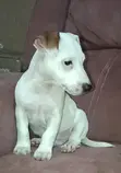 1-3 Month Male Purebred Jack Russell Terrier Puppy - 2