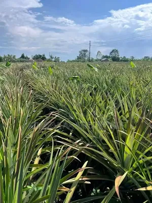 Pineapple Suckers for Sale